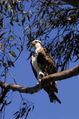 Osprey watches water from tree branch