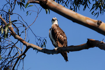 Osprey sitting on branch 