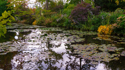 summer lake with water-lily flowers on blue water