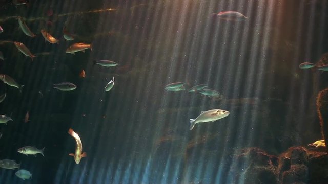  sea bass seabass   fish in aquarium