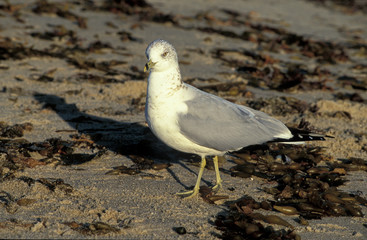Common Gull stands on beach with kelp  closeup