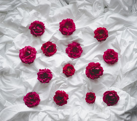 Composition of red roses on a white background