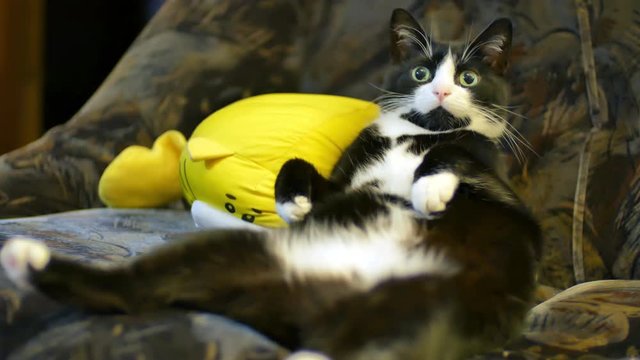 cute black and white cat Plays with the owner, bites his hand and scratches sitting in an unusual and very funny pose on his back on the sofa. The concept of caring for animals, love for pets, home