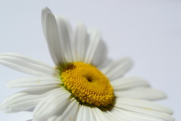 Obraz premium Daisy I 