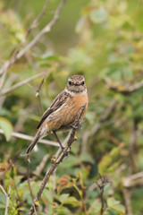 European Stonechat, Stonechat, Saxicola rubicola