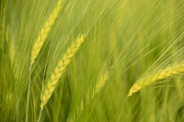 Barley field III