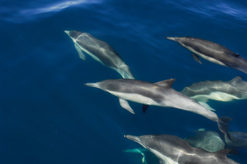 Common Dolphins swimm underwater off Mexico
