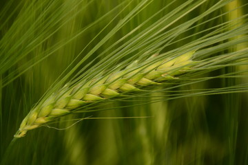 Barley spike