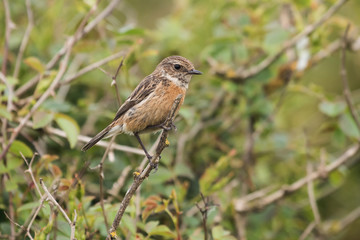 European Stonechat, Stonechat, Saxicola rubicola
