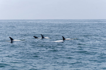 Three Risso Dolphins off Coronado Island Mexico