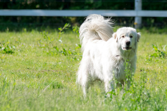 Great Pyrenese 2