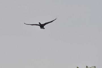 cormorant