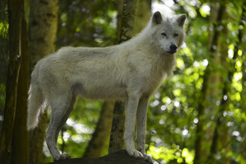 Loup blanc d'Europe en forêt