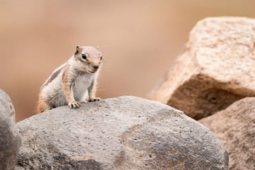 Chipmunk standing on a rock with simple background