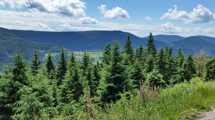 Inmitten des Schwarzwaldes