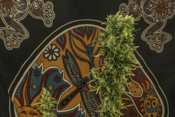 Aged green bloom of medical marijuana