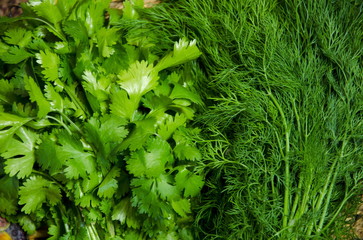 Cilantro and dill are collected in thick beams.
