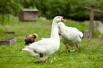 White goose stands on one leg on a green grass.