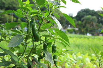 green pepper plants in growth at vegetable garden