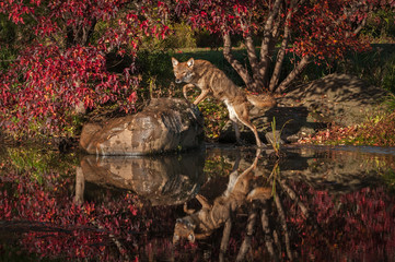 Coyote (Canis latrans) Jumps Up on Rock