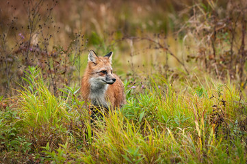 Red Fox ( Vulpes vulpes) Stands in Grasses