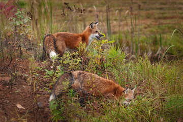 Naklejka na ściany i meble Two Red Fox ( Vulpes vulpes) Stand on Island