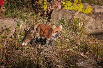 Naklejka na ściany i meble Red Fox (Vulpes vulpes) Stands With Open Mouth