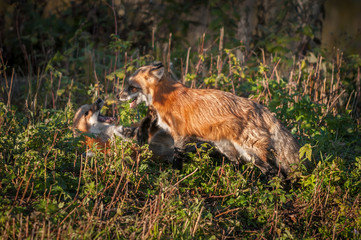 Red Fox ( Vulpes vulpes) Rolls Other