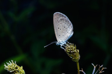 close up shot of butterfly