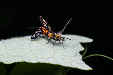 couples of bees mating on the green leaf