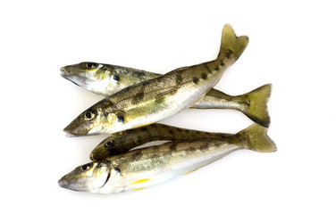 Trumpeter Winter Whiting