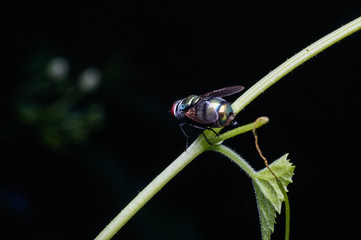 close up view of fly