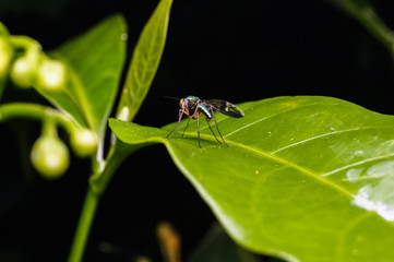 close up view of mosquito