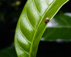 close up view of caterpillar