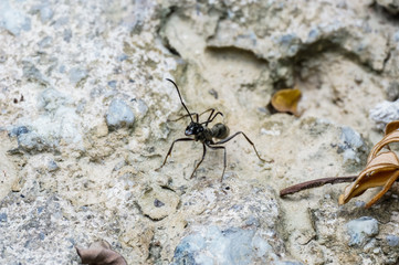 close up view of giant black ant