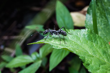 close up view of giant ant