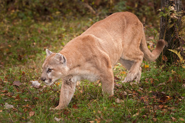 Adult Male Cougar (Puma concolor) Prowls Left