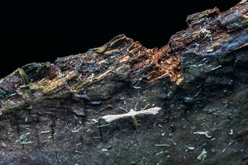 close up view of butterfly