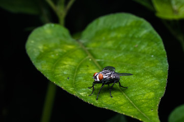 common house fly on the green leaf