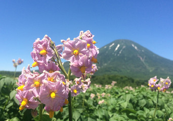 羊蹄山とジャガイモの花