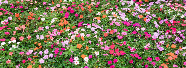 Top view a colorful flowerbed with verity of impatiens/balsaminaceae tropical flower such as walleriana, busy lizzie, balsam, garden balsam, zanzibar, patience plant, patient lucy. Panorama style.