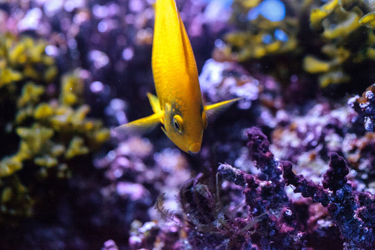 Yellow three spot angelfish Apolemichthys trimaculatus