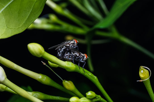 couples of flies mating on the green grass