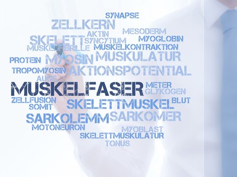 Muskelfaser