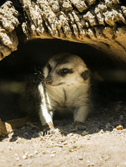 Fototapeta premium Charles Paddock Zoo Animals