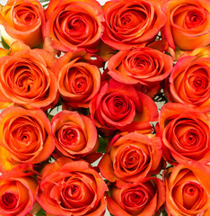 Beautiful orange roses background