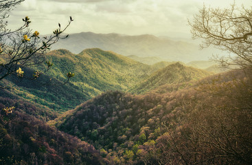 Serene Mountain Wonderland. Springtime in the Great Smoky Mountains. Glowing, Framed Copy Space.