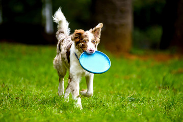 dog playing witn frisbee on a park