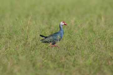  Purple Swamphen (Purple Gallinue)