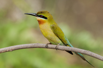 Green Bee -eater perching on a branch 